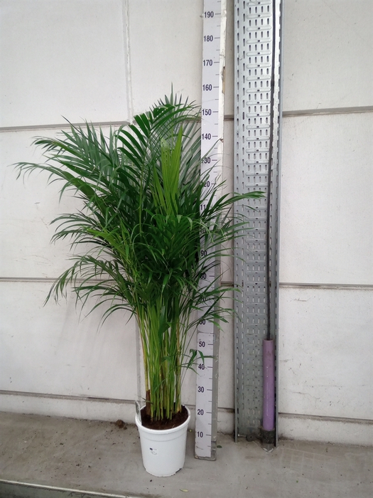 <h4>Dypsis lutescens   ...Chrysalidoca</h4>