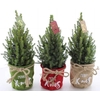 Picea Gl Perfecta