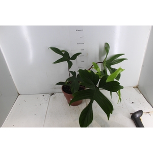 PHILODENDRON FLORIDA P19