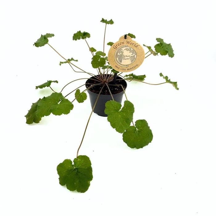 <h4>PELARGONIUM GRAVEOLENS</h4>