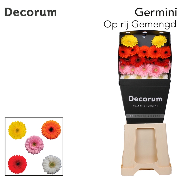 <h4>Germini Mix Diamond</h4>