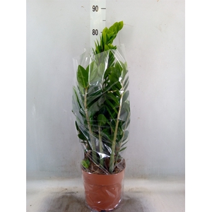 Zamioculcas zamiifolia