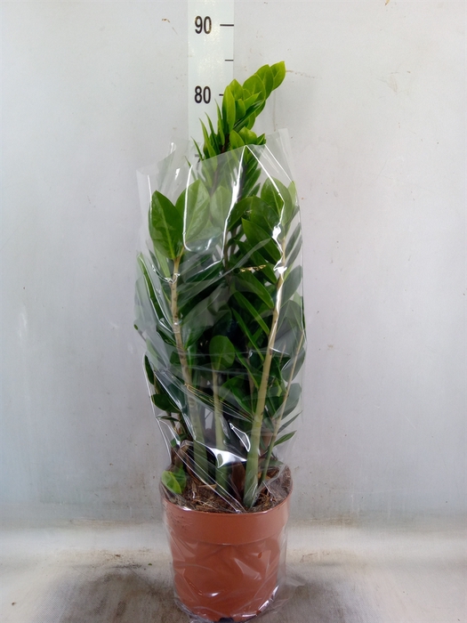 <h4>Zamioculcas zamiifolia</h4>