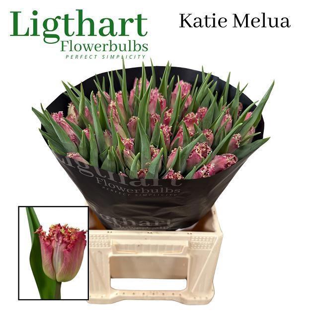 <h4>TU FR KATIE MELUA</h4>