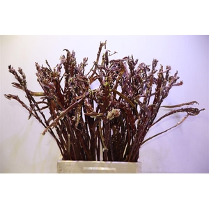 Salix Sekka Bandwilg 80 Cm