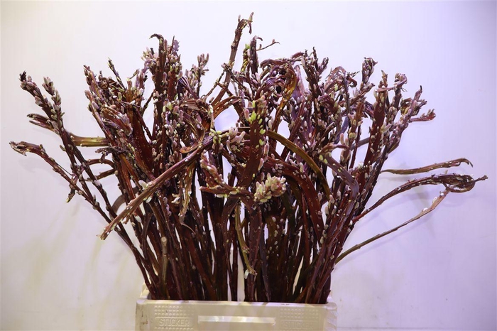 <h4>Salix Sekka Bandwilg 80 Cm</h4>