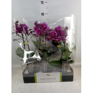 Phalaenopsis multi.   ...lilac