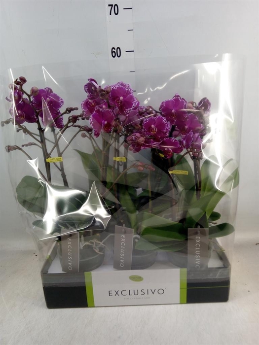 <h4>Phalaenopsis multi. ...lilac</h4>