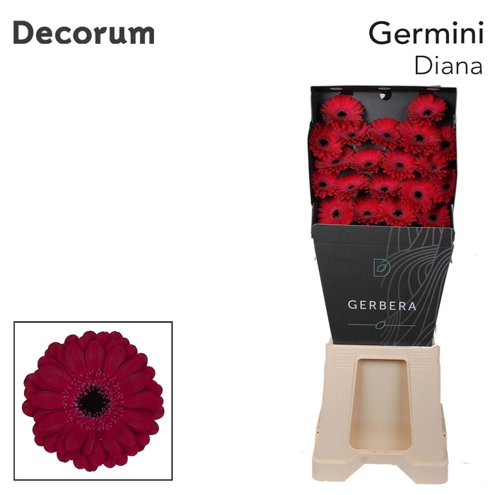 <h4>Germini Diana Diamond</h4>