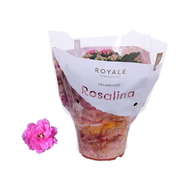 <h4>Kalanchoe Rosalina 15cm Royale Nando roze</h4>