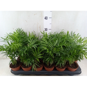 Chamaedorea elegans