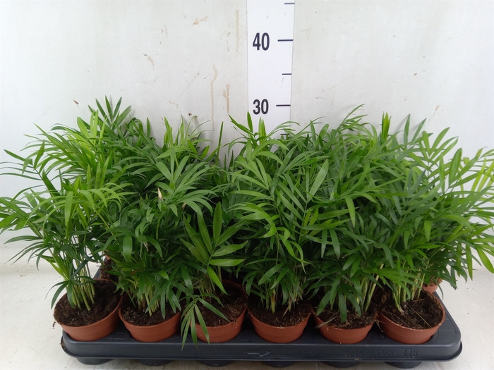 <h4>Chamaedorea elegans</h4>