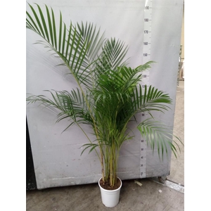 Dypsis lutescens   ...Chrysalidoca