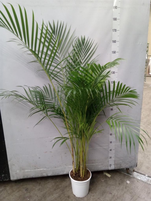 <h4>Dypsis lutescens   ...Chrysalidoca</h4>