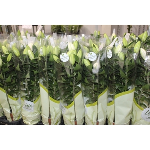 LIRIO DOBRADO P15 ROSA