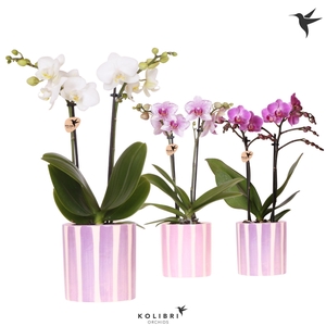Kolibri Orchids Phalaenopsis mix 2 spike in Painted Stripe pink