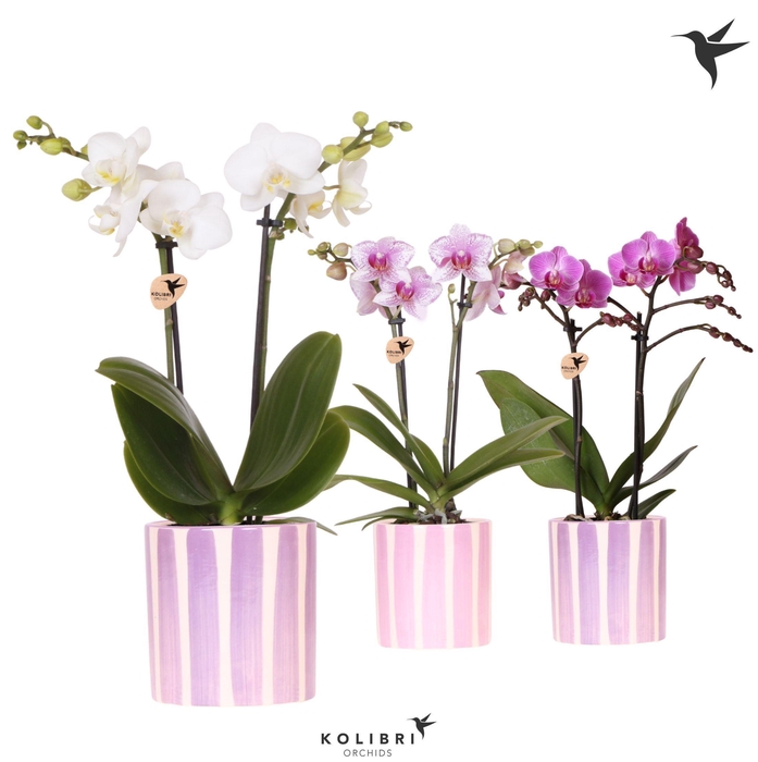 <h4>Kolibri Orchids Phalaenopsis mix 2 spike in Painted Stripe pink</h4>