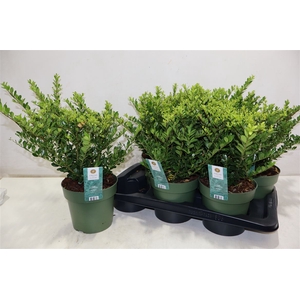 Ilex Crenata Jenny