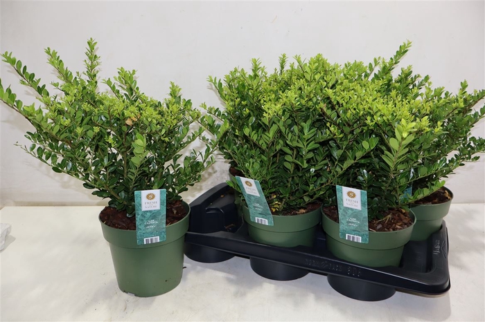 <h4>Ilex Crenata Jenny</h4>