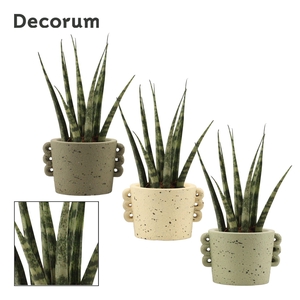 Sansevieria Fernwood 6 cm in Dione (Nature world-collection)