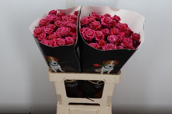 <h4>R Tr Wx Flaming Cerise Xl</h4>