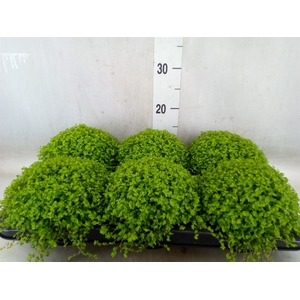 Soleirolia soleirolii   ...green