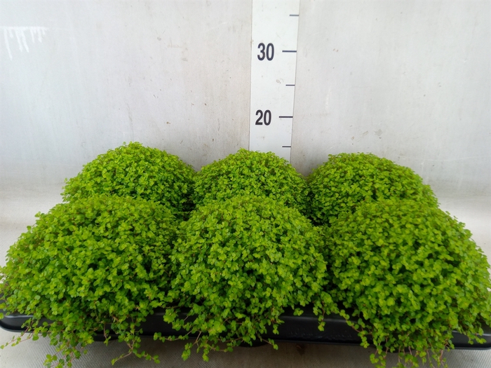 <h4>Soleirolia soleirolii   ...green</h4>