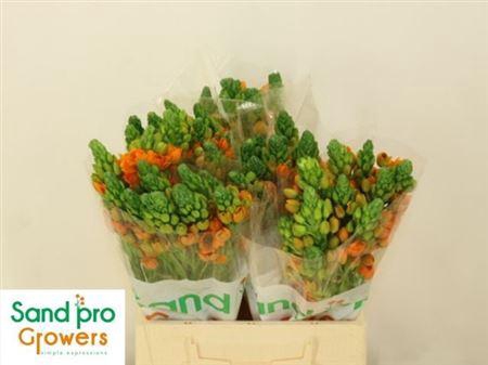 <h4>Ornit Db Sunray</h4>