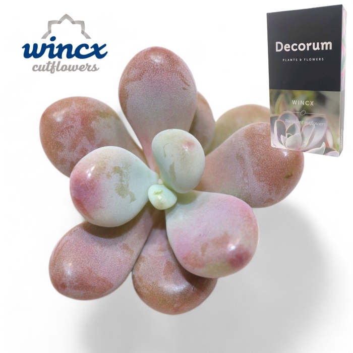 Pachyphytum Cv. Momobijn Cutflower Wincx-5cm