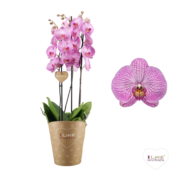 <h4>Duetto Budapest 3-tak</h4>