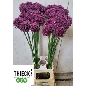 ALLIUM PINK LADY