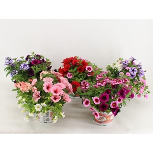 Calibrachoa Confetti Garden Hawaiia