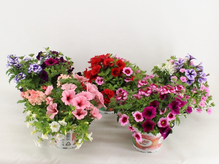 <h4>Calibrachoa Confetti Garden Hawaiia</h4>