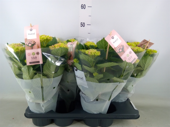 <h4>Hydrangea mac. 'Magical Revolution'</h4>