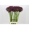 Allium Cherry