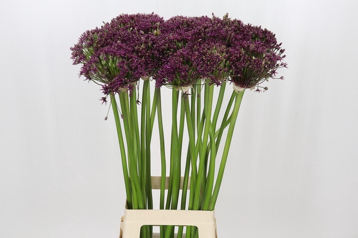 <h4>Allium Cherry</h4>
