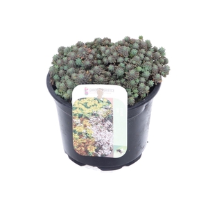 Sedum nevii Silver Frost