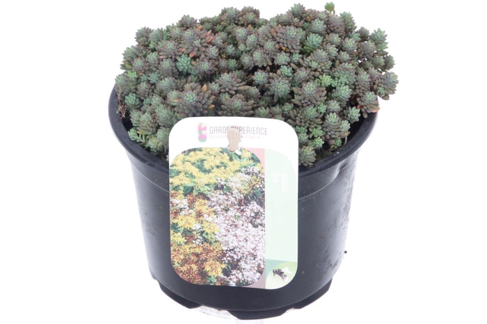 <h4>Sedum nevii Silver Frost</h4>