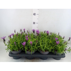 Lavandula stoec. 'Bella Toscane'