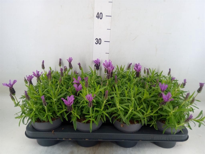 <h4>Lavandula stoec. 'Bella Toscane'</h4>