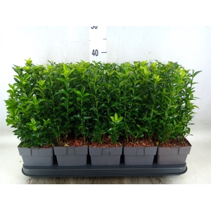 Euonymus japon. 'Green Spire'