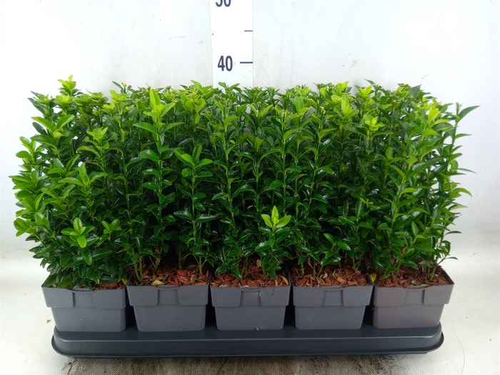 <h4>Euonymus japon. 'Green Spire'</h4>