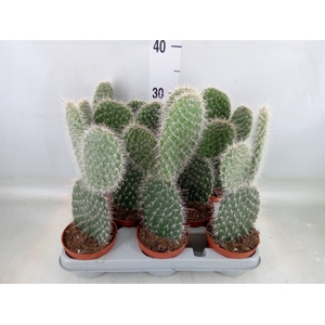 Opuntia