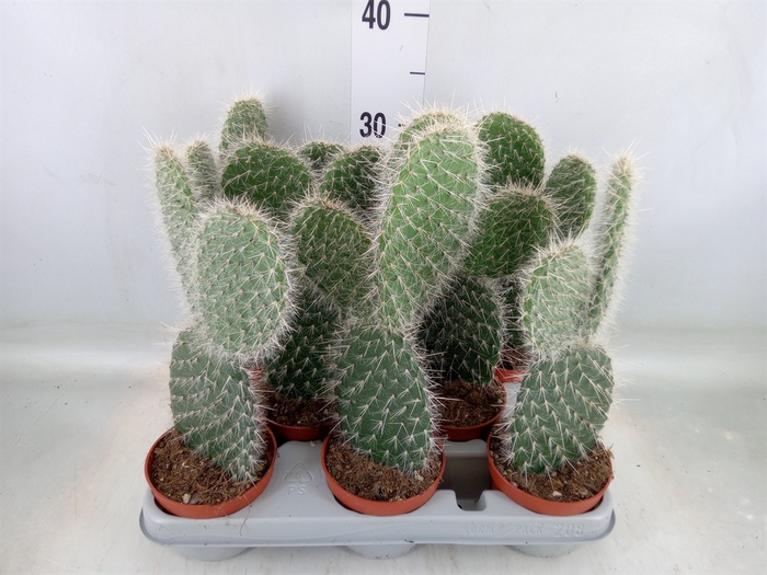<h4>Opuntia</h4>