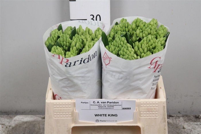 <h4>Hyac White King</h4>