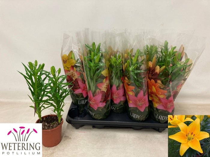 <h4>LIL AS TINY BEE</h4>