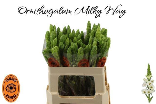 <h4>ORNIT THY MILKY WAY</h4>