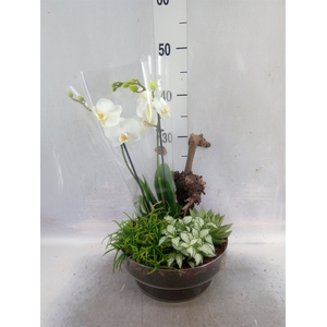 Arr.  Phalaenopsis H%