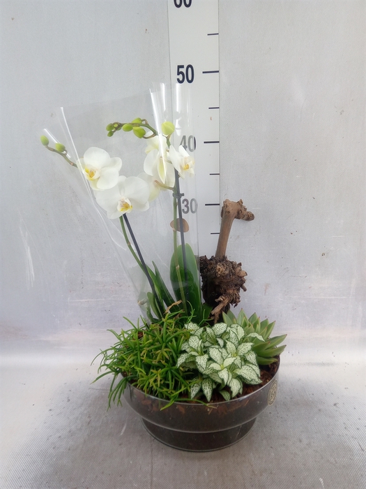 <h4>Arr.  Phalaenopsis H%</h4>