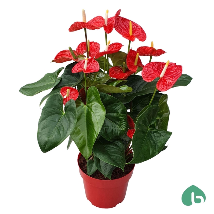 <h4>Anthurium Andr. Madural</h4>